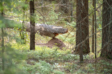 relic forests of Valdai. Ecological path. Anthill