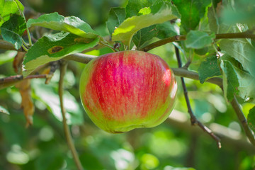 Red apples on a tree with green blurred garden as background. Summer or Autumn Harvest Concept