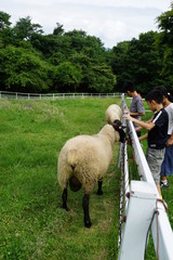 羊と子供達　農場　兄弟　夏休み　旅行　楽しい
