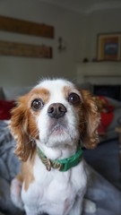 Cavalier King Charles expression