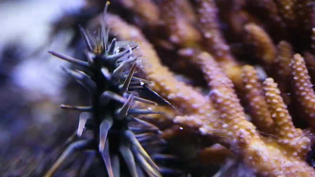 A close up shot of a crown of throns starfish inside an aquarium.