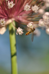 Blüte mit Schwebfliege III