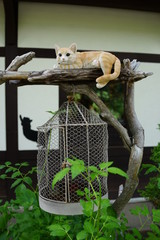 猫の置物　鳥かご　庭