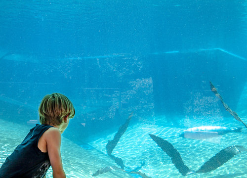 Silhouette of a boy looking at aeal in the aquarium