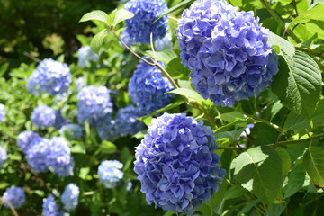 紫陽花