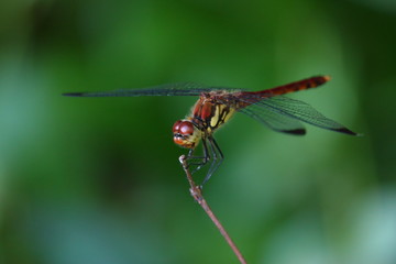 コノシメトンボのオス