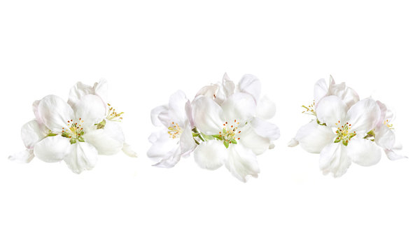 Floral decoration design mock up, white flowers blossom collage