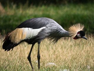 Grue couronnée