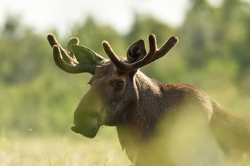 Moose portrait at daylight in the bog. Moose antlers.