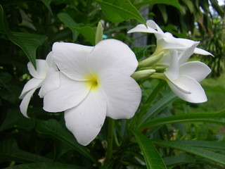 Fototapeta premium White Flower 01