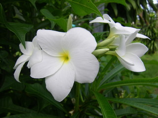 White Flower 01