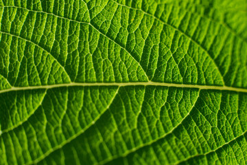 Macro green leaf texture 
