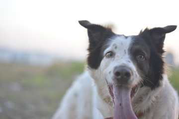 Obraz premium Boder Collie em ação, o mais inteligente cão.