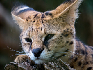 Serval