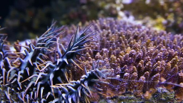 A close up shot of a crown of throns starfish inside an aquarium.