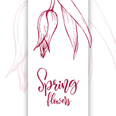 Sketch linear tulips blossom.