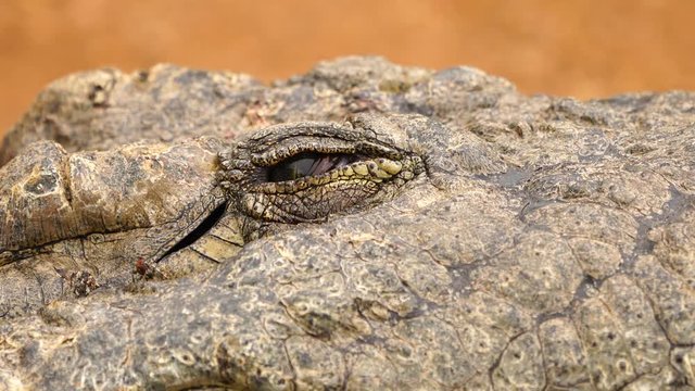 crocodile eye in close up