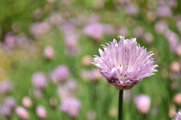 チャイブの花