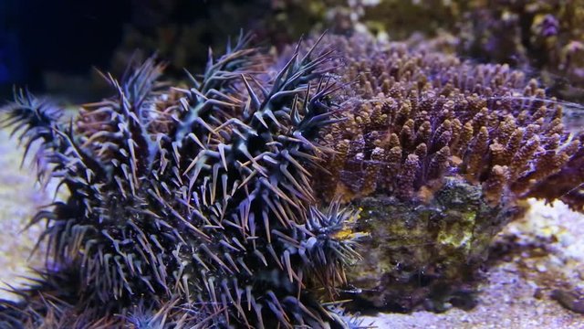 A close up shot of a crown of throns starfish inside an aquarium.