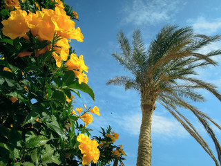 palm tree and flowers