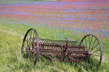 A magnificent sunrise in Castelluccio di Norcia. expecting more to the thousand colours of flowering