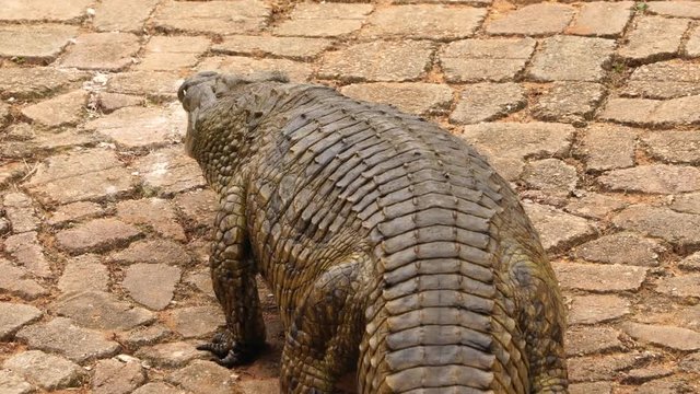 Big croc walks up the bank of a reptile farm.