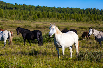 Obraz na płótnie Canvas Close-up of a herd of horses white and black on a green meadow, in the background a green coniferous forest and blue sky.
