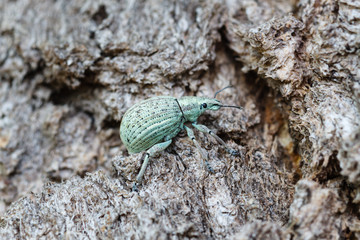Hypomeces squamosus. Gorgojo verde.