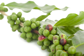 Coffee beans isolated on white