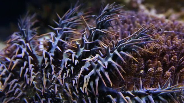 A close up shot of a crown of throns starfish inside an aquarium.