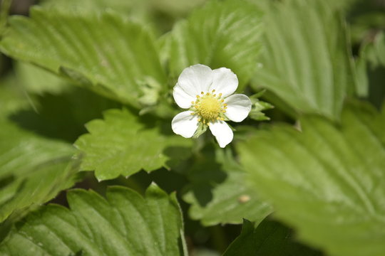 ワイルドストロベリーの花 Photos Royalty Free Images Graphics Vectors Videos Adobe Stock ワイルドストロベリーの花 Photos Royalty Free Images Graphics Vectors Videos Adobe Stock