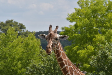 Fototapeta premium safari