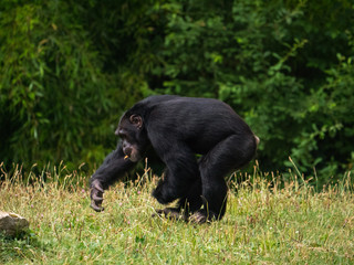 Chimpanzé à dos argenté