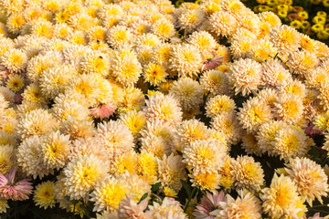 Flowers, flowers chrysanthemum, Chrysanthemum wallpaper, 