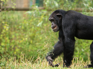 Chimpanzé à dos argenté