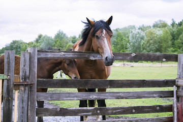 horse in summer on a meadow behind a wooden fence