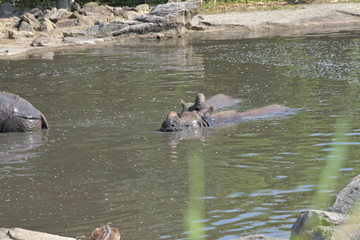 Fototapeta premium safari