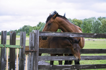 horse in summer on a meadow behind a wooden fence