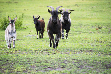goat is running in the summer in a meadow