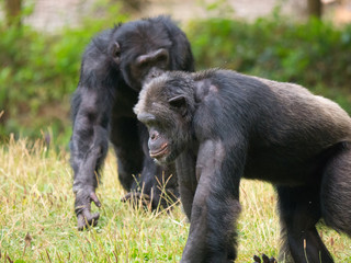 Chimpanzé à dos argenté
