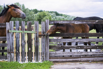 horse in summer on a meadow behind a wooden fence