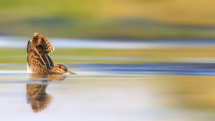hunting picture, snipe in water with a raised tail