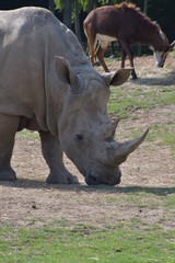 Obraz premium safari