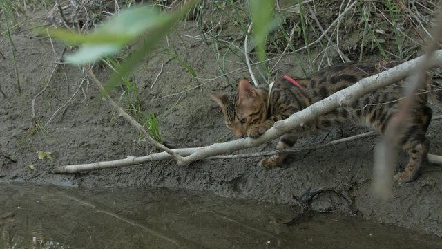 One cat bengal walks on the green grass. Bengal kitty learns to walk along the forest. Asian leopard cat tries to hide in the grass. Reed domesticated cat in nature. Domestic cat on beach near river.