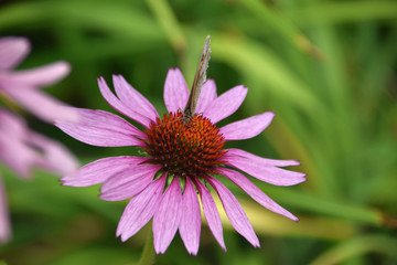 butterfly drink nectar from a coneflower, Echinacea purpurea also called coneflower in summer