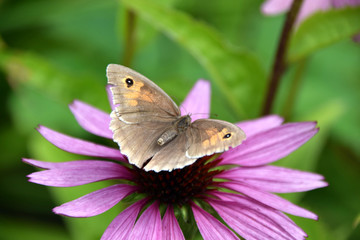 maniola jurtina basks on a coneflower, Echinacea purpurea also called coneflower in summer