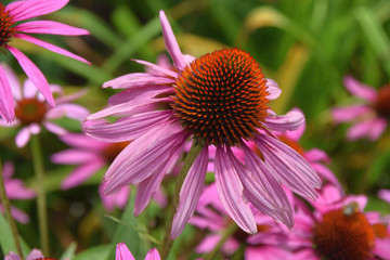 purple coneflower macro shot, Echinacea purpurea also called coneflower in summer