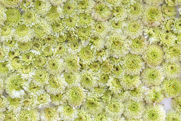 Fresh green flower background, spring season concept