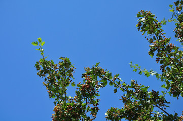 branches of a hawthorn tree with half-ripe fruits
