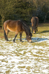 Foraging Ponies 2